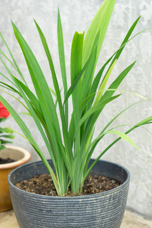 green grass with concrete backgroundの写真素材