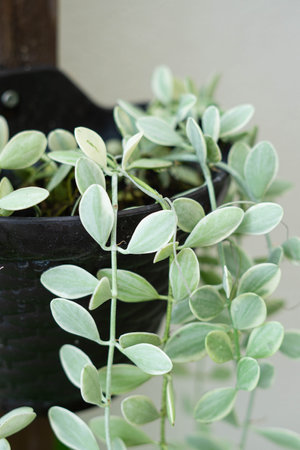 green plant closeup fresh garden leafの写真素材