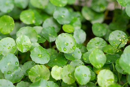 Greenery umbrella shape leaf of Water pennywort with raindrops on circle leaves, this plant know asの写真素材