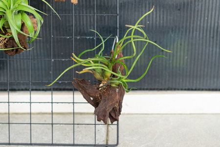 air plant decorated on woodsの写真素材