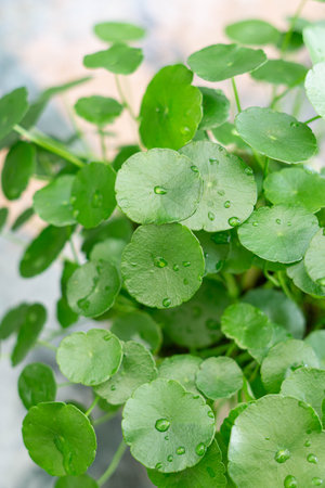 Greenery umbrella shape leaf of Water pennywort with raindrops on circle leaves, this plant know asの写真素材