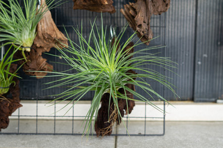 air plant decorated on woodsの写真素材