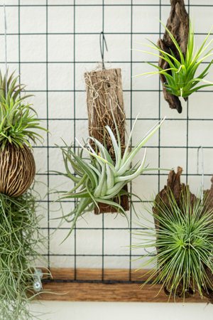 air plant decorated on woodsの写真素材