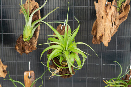 air plant decorated on woodsの写真素材