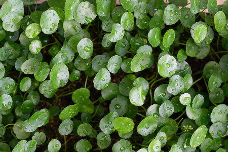 Greenery umbrella shape leaf of Water pennywort with raindrops on circle leaves, this plant know asの写真素材