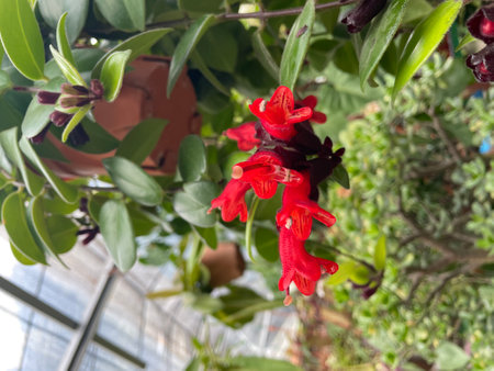 Pomegranate (Punica granatum) in orchard, Republic of Dagestan, Russiaの写真素材