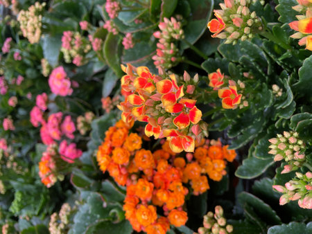 variety of beautiful flowers and strange plants colorful in parkの写真素材
