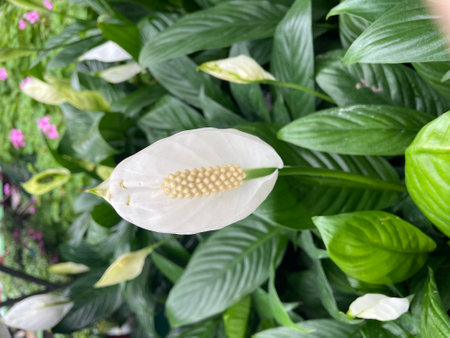spathiphyllum flower single white leafの写真素材