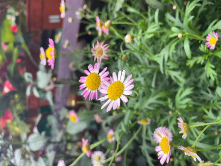bellis parennis pink yellow flowerの写真素材
