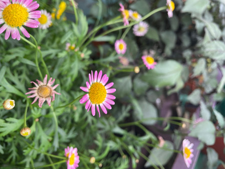 bellis parennis pink yellow flower