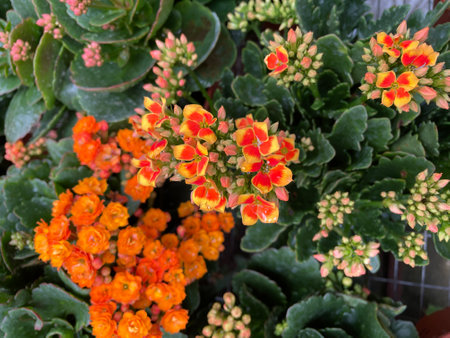 variety of beautiful flowers and strange plants colorful in parkの写真素材