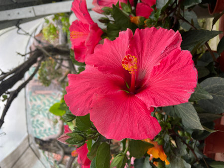 beautiful pink hibiscus flower with plant..fresh flower..pink flowerの写真素材