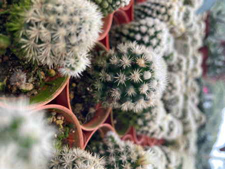 group of small cactus desert planter with white spikesの写真素材
