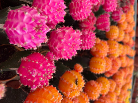 many coloured cactus is small pot orange red pinkの写真素材