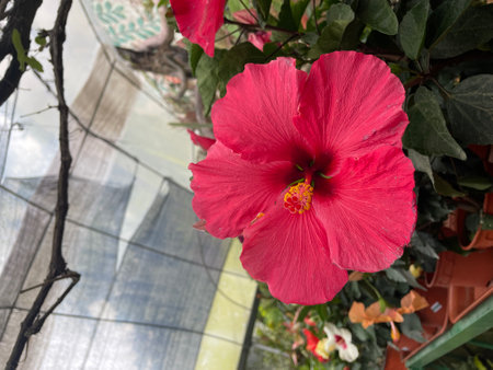 beautiful pink hibiscus flower with plant..fresh flower..pink flowerの写真素材