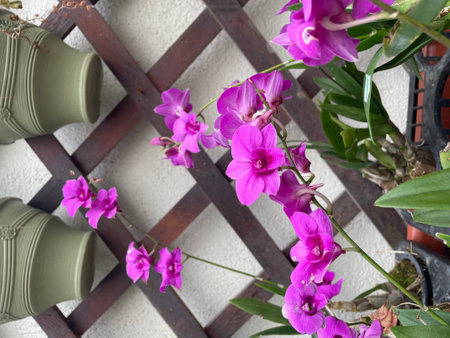 Pink Bougainvillea, Pink paper Flowerの写真素材