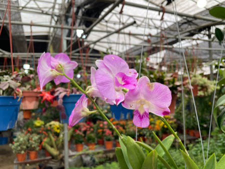 Dendrobium nobile is a plant species belonging to the Orchidaceae family.の写真素材
