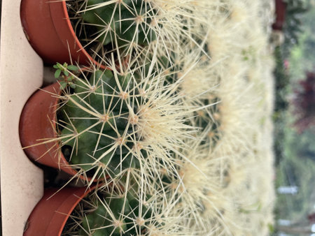 group of small cactus desert planter with yellow spikesの写真素材