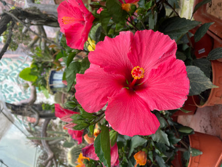 beautiful pink hibiscus flower with plant..fresh flower..pink flowerの写真素材