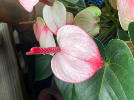 Beautiful home garden red pink anthuriumの写真素材