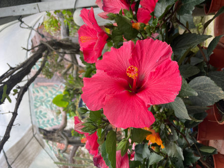 beautiful pink hibiscus flower with plant..fresh flower..pink flowerの写真素材