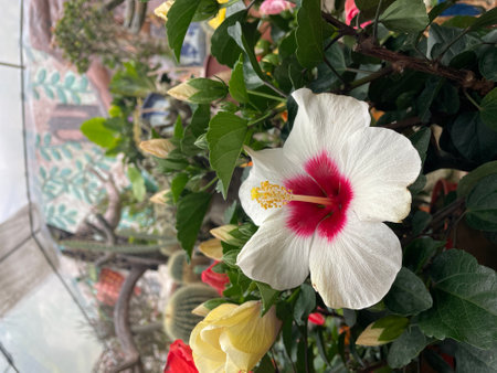 beautiful pink hibiscus flower with plant..fresh flower..pink flowerの写真素材