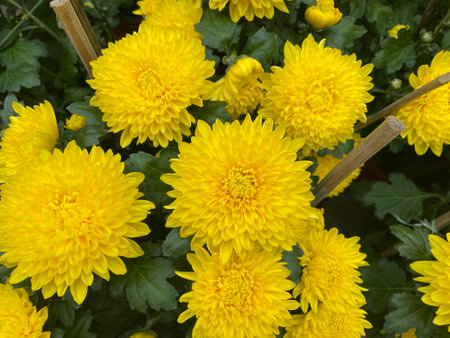 yellow chrysanthemum flower with green leafの写真素材