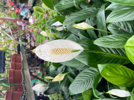 spathiphyllum flower single white leafの写真素材