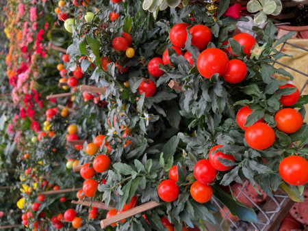 small orange cherry tomato plantの写真素材