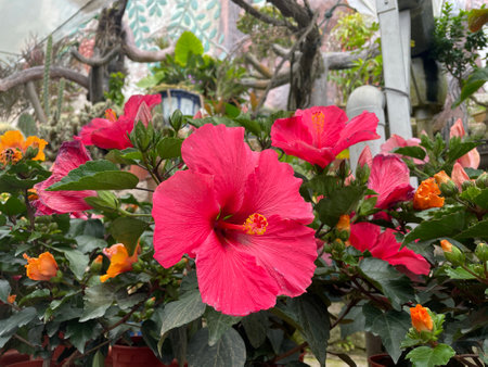 beautiful pink hibiscus flower with plant..fresh flower..pink flowerの写真素材