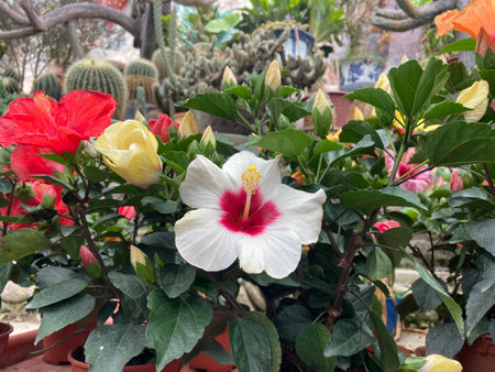 beautiful pink hibiscus flower with plant..fresh flower..pink flowerの写真素材