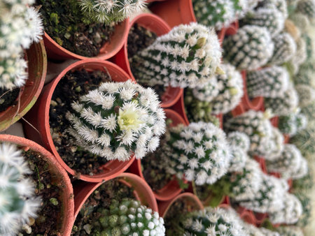 group of small cactus desert planter with white spikesの写真素材