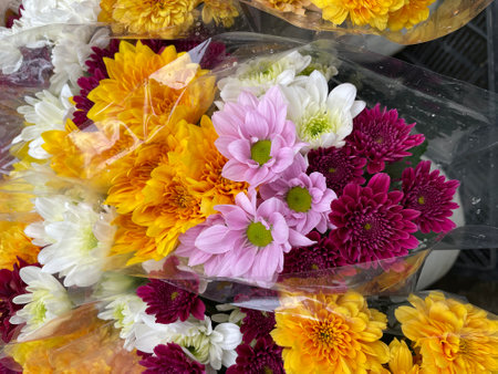 last colorful flowers in the garden, autumnの写真素材