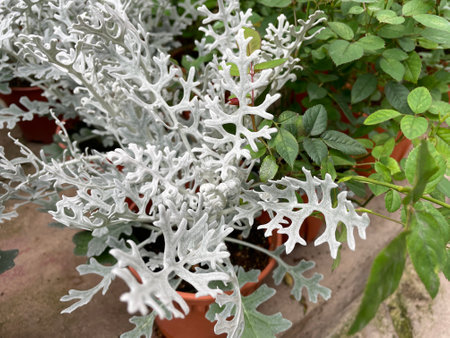 white grey leaf texture jacobaea plantの写真素材
