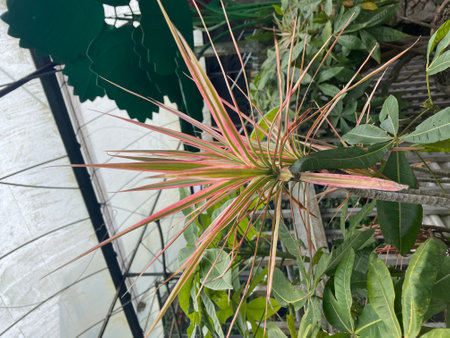 beautiful plant in the gardenの写真素材