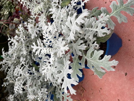 white grey leaf texture jacobaea plantの写真素材