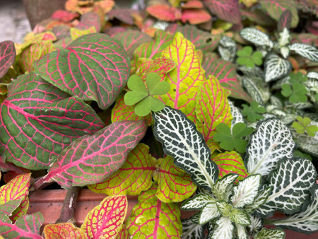 colourful leaf green white pink yellow plantの写真素材