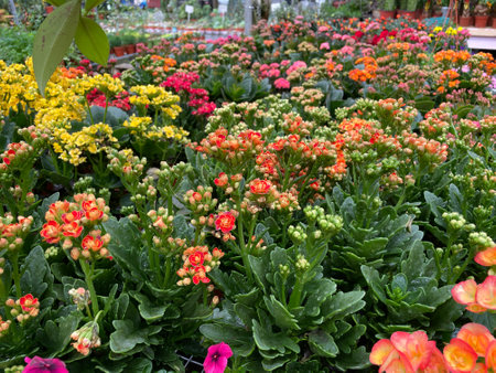 variety of beautiful flowers and strange plants colorful in parkの写真素材