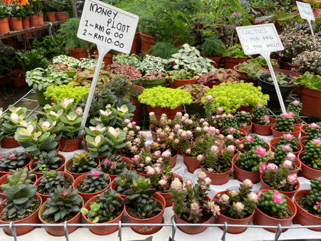 random cactus type in small potの写真素材