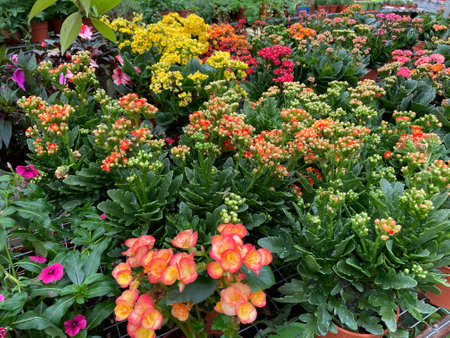 variety of beautiful flowers and strange plants colorful in parkの写真素材