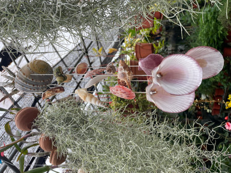 A native air plant, Tillandsia, placed inside a shell planter to be used as coastal decor for a beach cottage.の写真素材