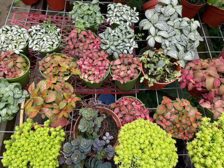 Cactus Market, a popular shopping mall in Bangkok good businessの写真素材