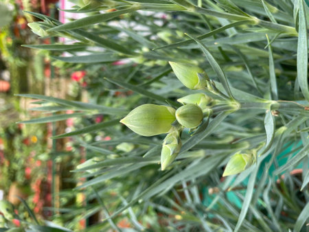 senecio aquarine green plants leaf garden flowersの写真素材