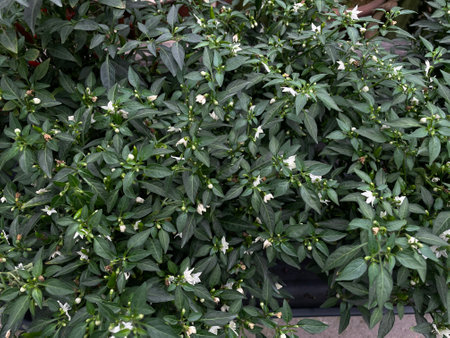 capsicum annuum white green chilli leaf plantsの写真素材