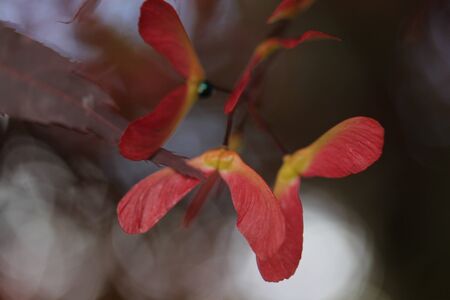 Maple seedsの写真素材