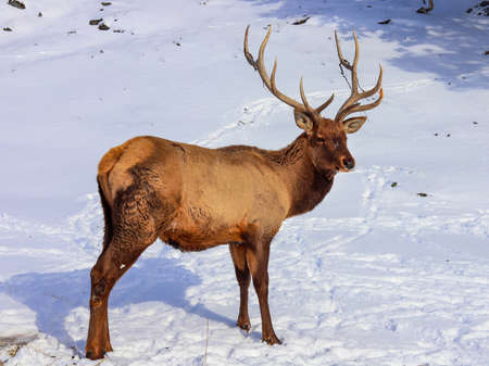 Male deer in winter sunny dayの写真素材