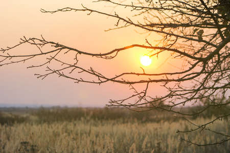 View on beautiful sunset through dark tree branchesの写真素材