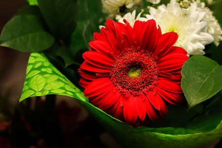 Red gerbera flower in bouquet closeupの写真素材