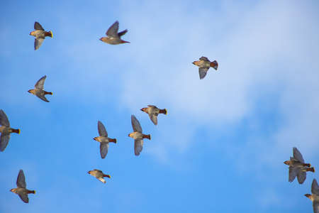 Waxwing birds in flight, blue sky backgroundの写真素材