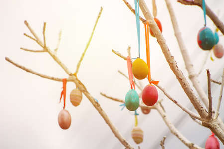 Colored Easter eggs decoration on tree, tonedの写真素材